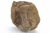 Fossil Triceratops Vertebra Centrum - Montana #210649-1